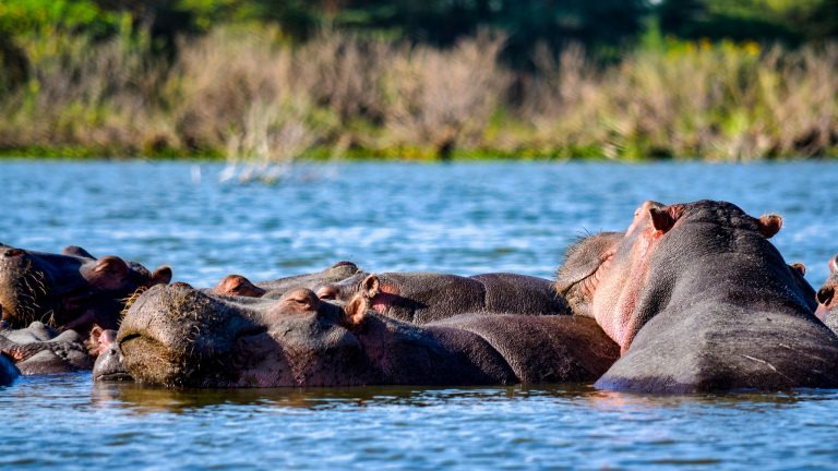 Hippos basking in the shallows of Lake Nakuru with the wooded shoreline behind